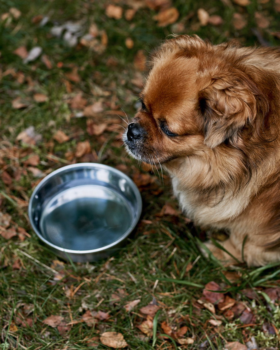Herr | Till hunden | Snow Peak | Dog Food Bowl