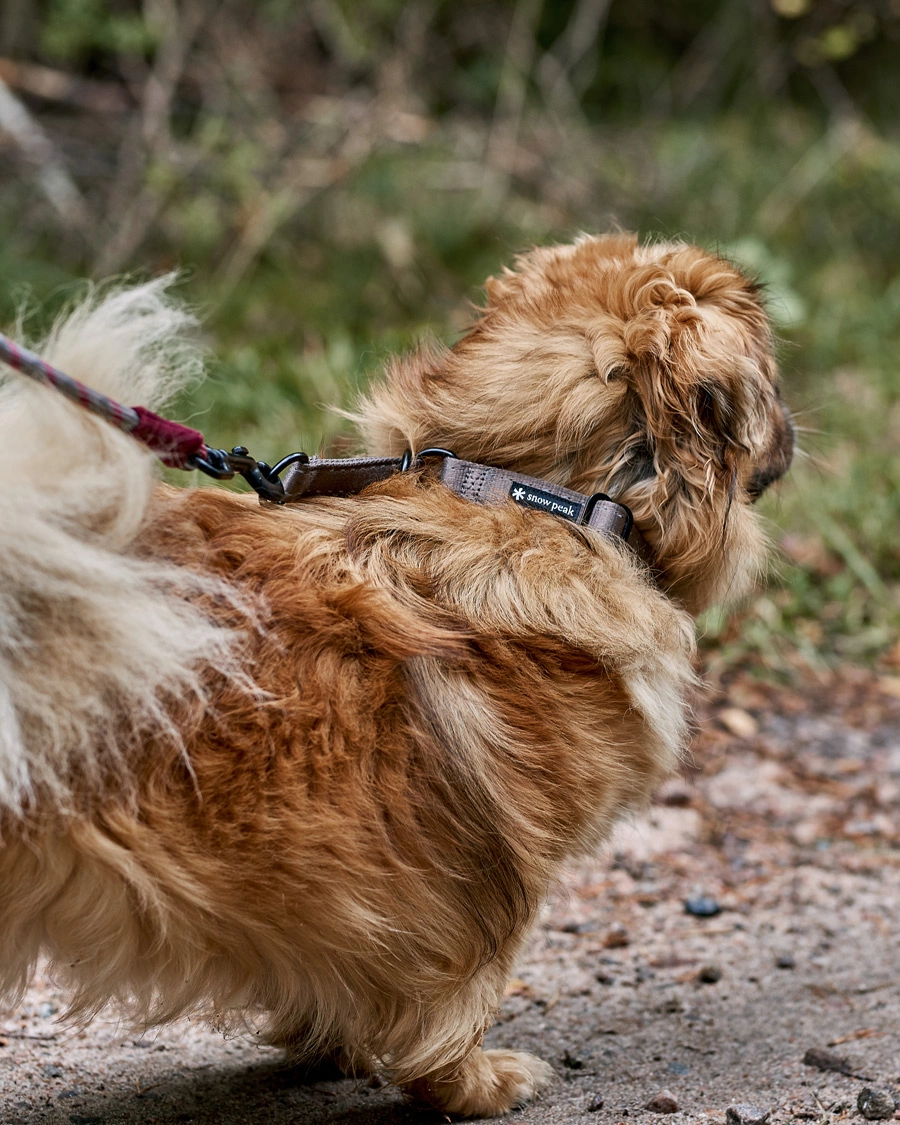 Dog store slip collar